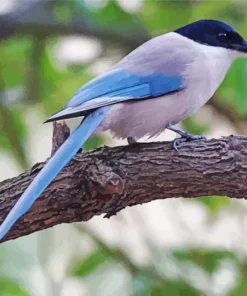 Azure Winged Magpie Diamond Painting