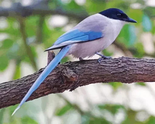 Azure Winged Magpie Diamond Painting