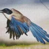 Azure Winged Magpie Bird Diamond Painting