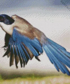 Azure Winged Magpie Bird Diamond Painting