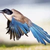 Azure Winged Magpie Bird Diamond Painting