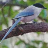 Azure Winged Magpie Diamond Painting