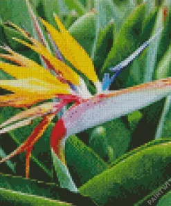 Bird of Paradise Plants Diamond Painting