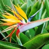 Bird of Paradise Plants Diamond Painting