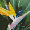 Bird Of Paradise Diamond Painting