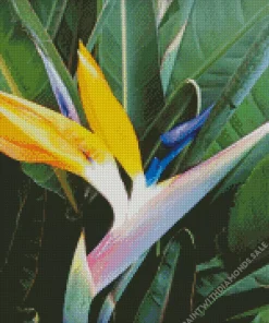 Bird Of Paradise Diamond Painting