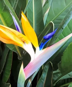 Bird Of Paradise Diamond Painting