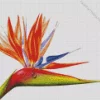 Bird Of Paradise Art Diamond Painting