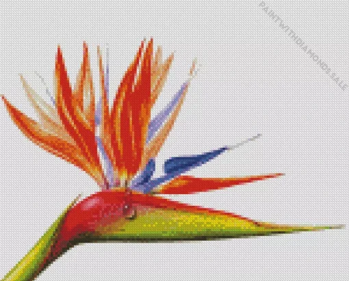 Bird Of Paradise Art Diamond Painting