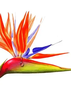 Bird Of Paradise Art Diamond Painting