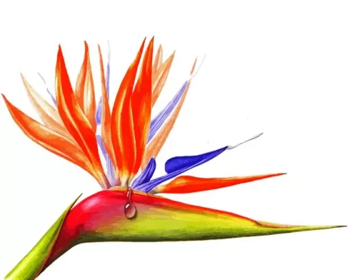 Bird Of Paradise Art Diamond Painting