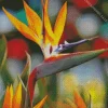 Bird Of Paradise In Sunlight Diamond Painting