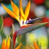 Bird Of Paradise In Sunlight Diamond Painting