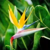 Bird Of Paradise Plant Diamond Painting