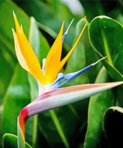 Bird Of Paradise Plant Diamond Painting