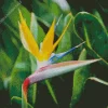 Bird Of Paradise Plant Diamond Painting