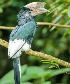 Black And White Casqued Hornbill Diamond Painting