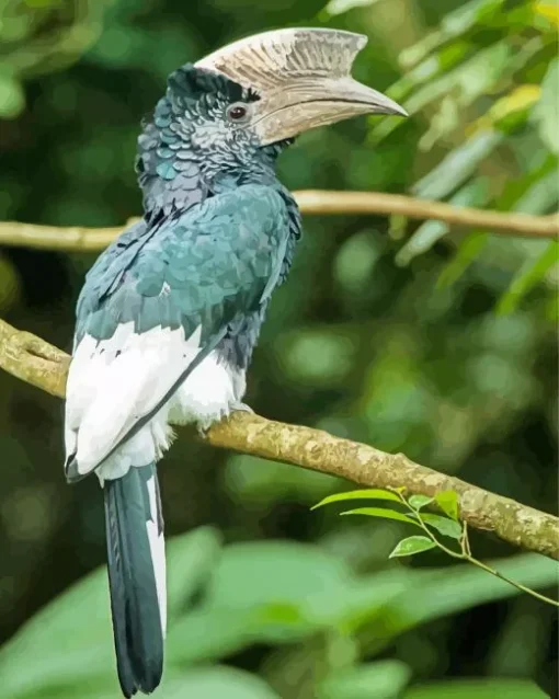 Black And White Casqued Hornbill Diamond Painting