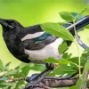 Black Billed Magpie Diamond Painting