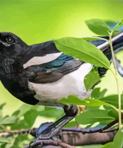 Black Billed Magpie Diamond Painting