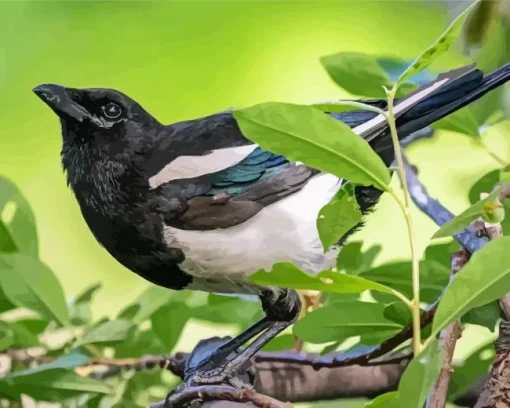 Black Billed Magpie Diamond Painting