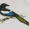 Black Billed Magpie Art Diamond Painting