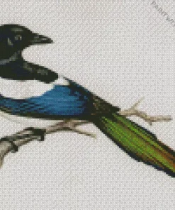 Black Billed Magpie Art Diamond Painting