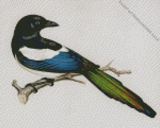 Black Billed Magpie Art Diamond Painting