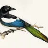 Black Billed Magpie Art Diamond Painting