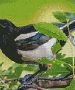 Black Billed Magpie Diamond Painting