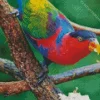 Black Capped Lory Diamond Painting