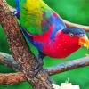 Black Capped Lory Diamond Painting