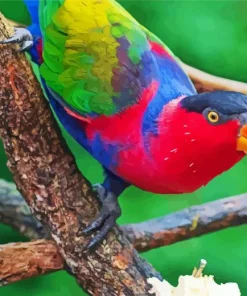 Black Capped Lory Diamond Painting