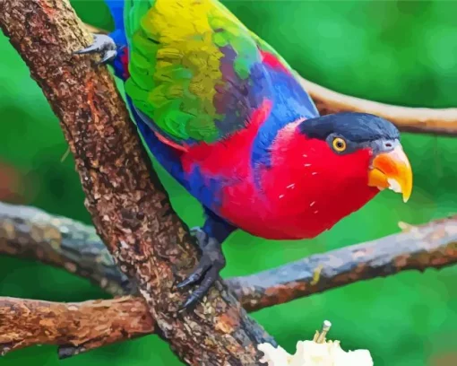 Black Capped Lory Diamond Painting