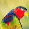 Black Capped Lory Bird Diamond Painting