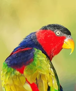 Black Capped Lory Bird Diamond Painting