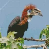 Black Casqued Hornbill Diamond Painting