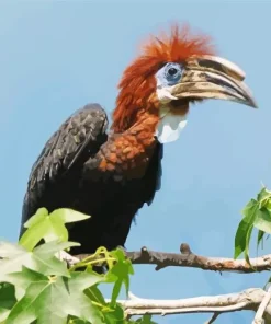 Black Casqued Hornbill Diamond Painting