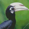 Black Hornbill Diamond Painting