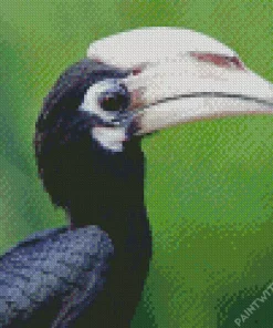 Black Hornbill Diamond Painting