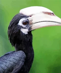 Black Hornbill Diamond Painting