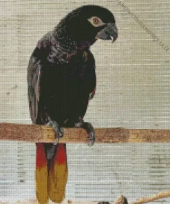 Black Lory Bird Diamond Painting