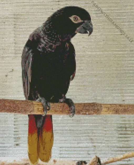 Black Lory Bird Diamond Painting