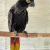 Black Lory Bird Diamond Painting