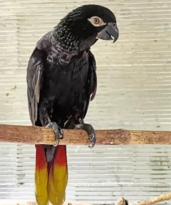 Black Lory Bird Diamond Painting