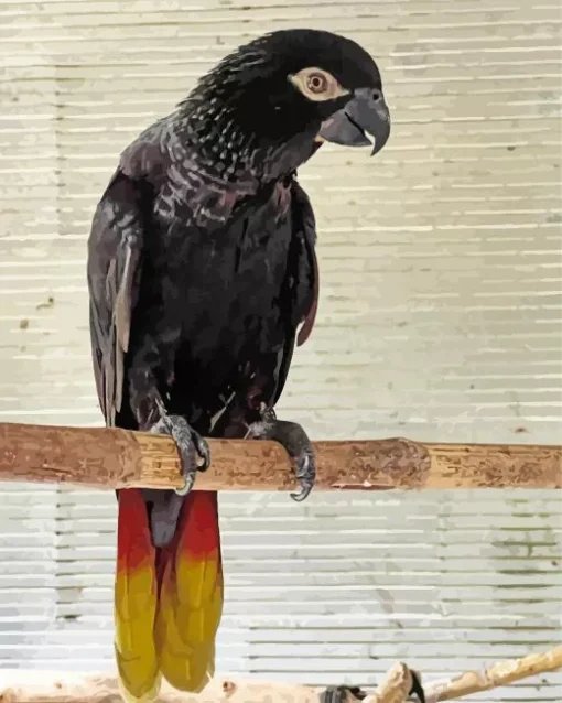 Black Lory Bird Diamond Painting