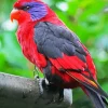 Black Winged Lory Diamond Painting