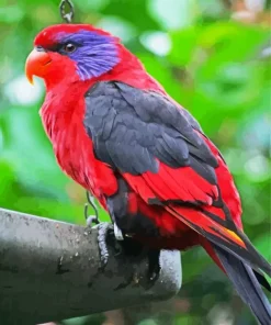 Black Winged Lory Diamond Painting