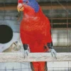 Black Winged Lory Bird Diamond Painting