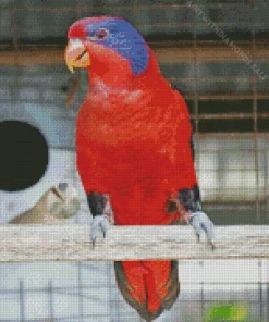 Black Winged Lory Bird Diamond Painting